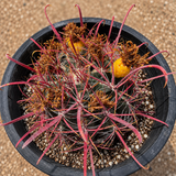 Ferocactus Gracilis