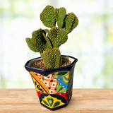 Funny Bunny Prickly Pear