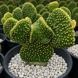 Funny Bunny Prickly Pear