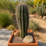 Saguaro Cactus