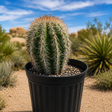 Saguaro Cactus