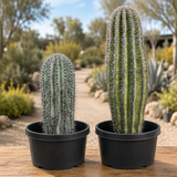 Saguaro Cactus