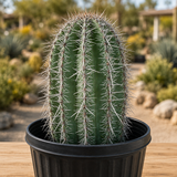 Saguaro Cactus
