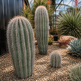 Saguaro Cactus