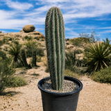 Saguaro Cactus