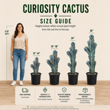 Curiosity Cactus