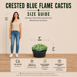 Crested Blue Flame