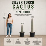 Silver Torch Cactus