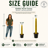 Golden Torch Cactus