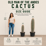 Old Man of the Andes Cactus