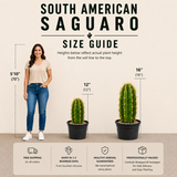 South American Saguaro