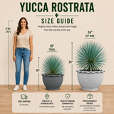 Yucca Rostrata