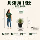 Joshua Tree