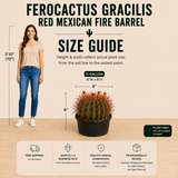 Ferocactus Gracilis