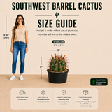 Southwest Barrel Cactus