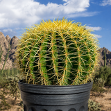 Golden Barrel Cactus