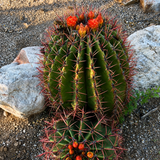 Ferocactus Pringlei