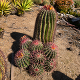 Ferocactus Pringlei