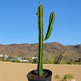 Euphorbia Royaleana