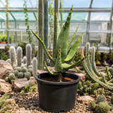Aloe Ferox