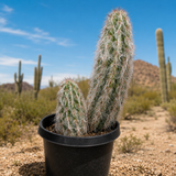 Old Man of the Andes Cactus