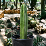 Mexican Fence Post Cactus