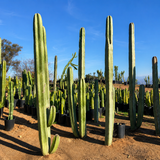Mexican Fence Post Cactus