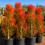 Firesticks Pencil Cactus for Sale | Euphorbia tirucalli 'Firesticks'