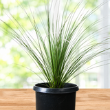 Mexican Grass Tree