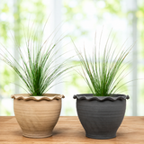 Mexican Grass Tree