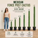 Mexican Fence Post Cactus