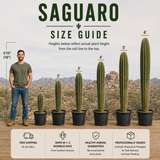 Saguaro Cactus