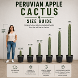 Peruvian Apple Cactus