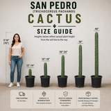 San Pedro Cactus | Trichocereus pachanoi
