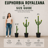 Euphorbia Royaleana