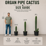 Organ Pipe Cactus