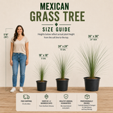 Mexican Grass Tree