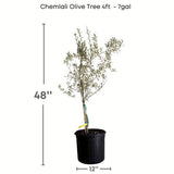 Chemlali Olive Tree with dimensions