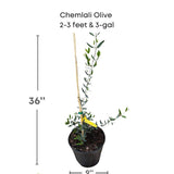 Potted Chemlali Olive tree with dimensions