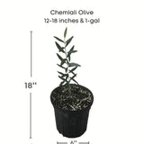 Potted Chemlali Olive plant with dimensions and Everglades Farm logo on a white background