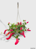 Hanging Chenille Acalypha Hispida 'Red Hot Cat's Tail' on a white background