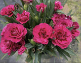 Dianthus 'Oscar® Cherry Velvet' - Qt. Pots - Flat of 10
