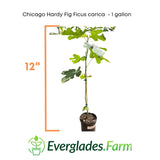 Potted Chicago Hardy Fig plant with dimensions and Everglades Farm logo on a white background