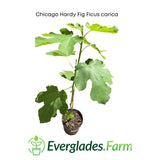 Potted plant labeled 'Chicago Hardy Fig Ficus carica' with Everglades Farm logo on a white background