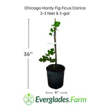 Potted Chicago Hardy Fig Ficus Carica plant with dimensions and Everglades Farm logo.