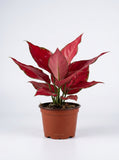 Chinese Evergreen 'Ruby Garuda'