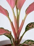 Chinese Evergreen 'Ruby Garuda'