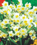 Chinese Sacred Lily Paperwhites - 10 bulbs