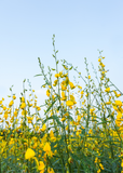 Yellow Chipilín (Crotalaria longirostrata) flowers against a clear blue sky