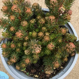 Sedum hakonense 'Chocolate Ball' - 4.5 inch Pots - Flat of 10